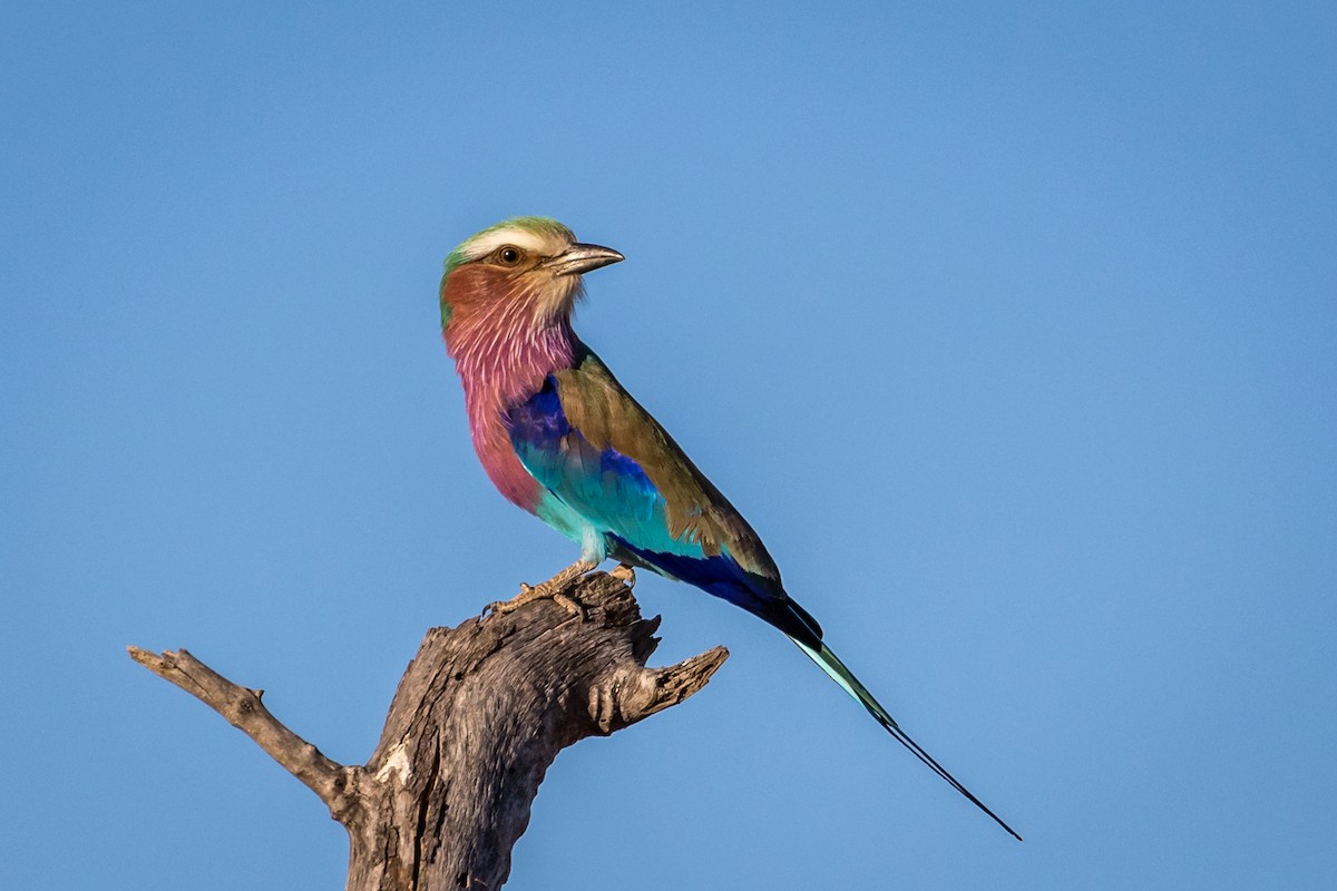 Lilac-breasted Roller - ML261131821