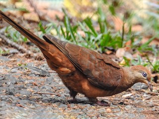  - Black-billed Cuckoo-Dove