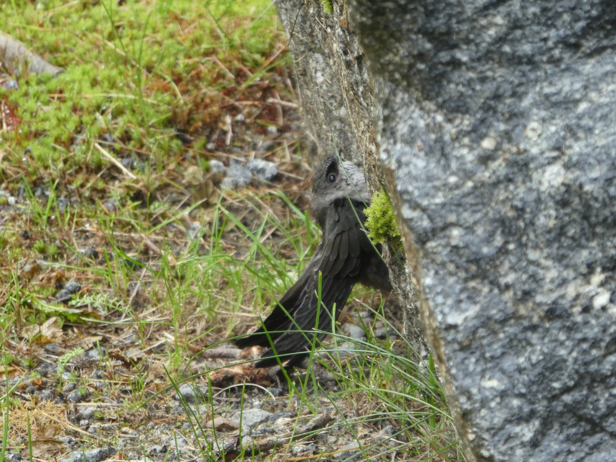 Vaux's Swift - Tongass Bird Observations
