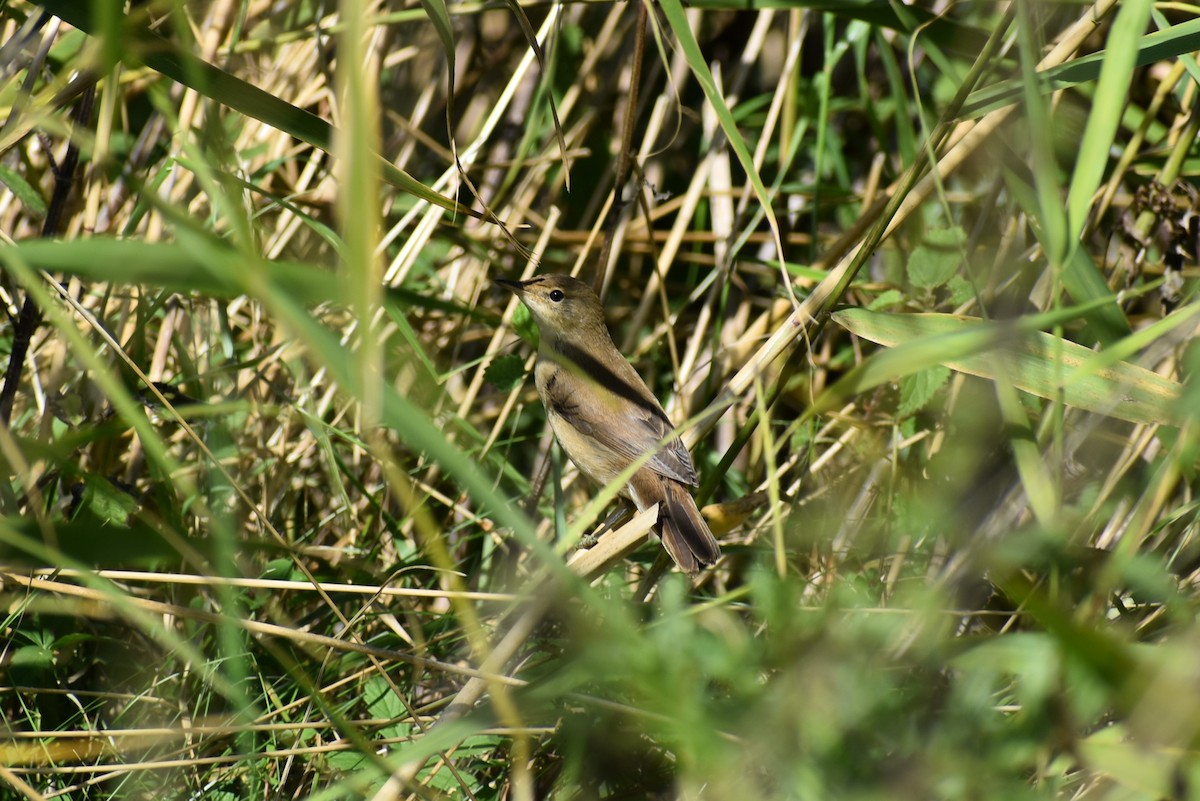 Common Reed Warbler - ML261138731