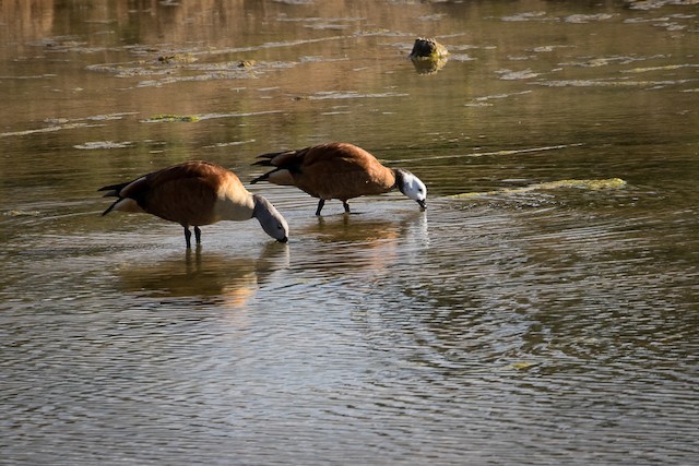 A pair of South African Shelduck dabbling for food. - South African Shelduck - 