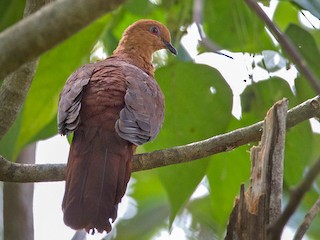  - Mackinlay's Cuckoo-Dove