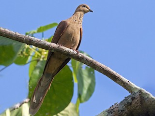  - Mackinlay's Cuckoo-Dove