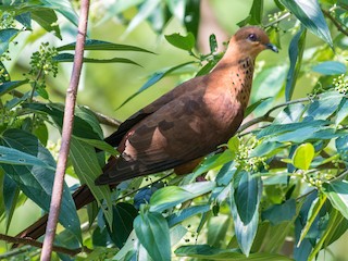  - Mackinlay's Cuckoo-Dove