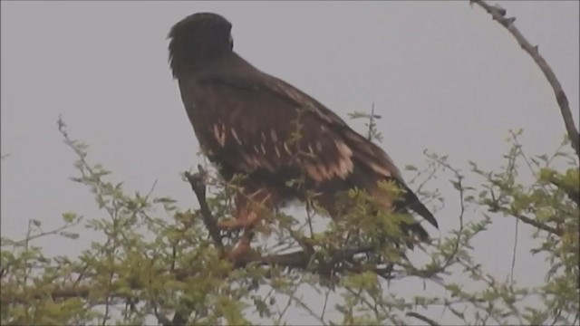 Greater Spotted Eagle - ML261141631