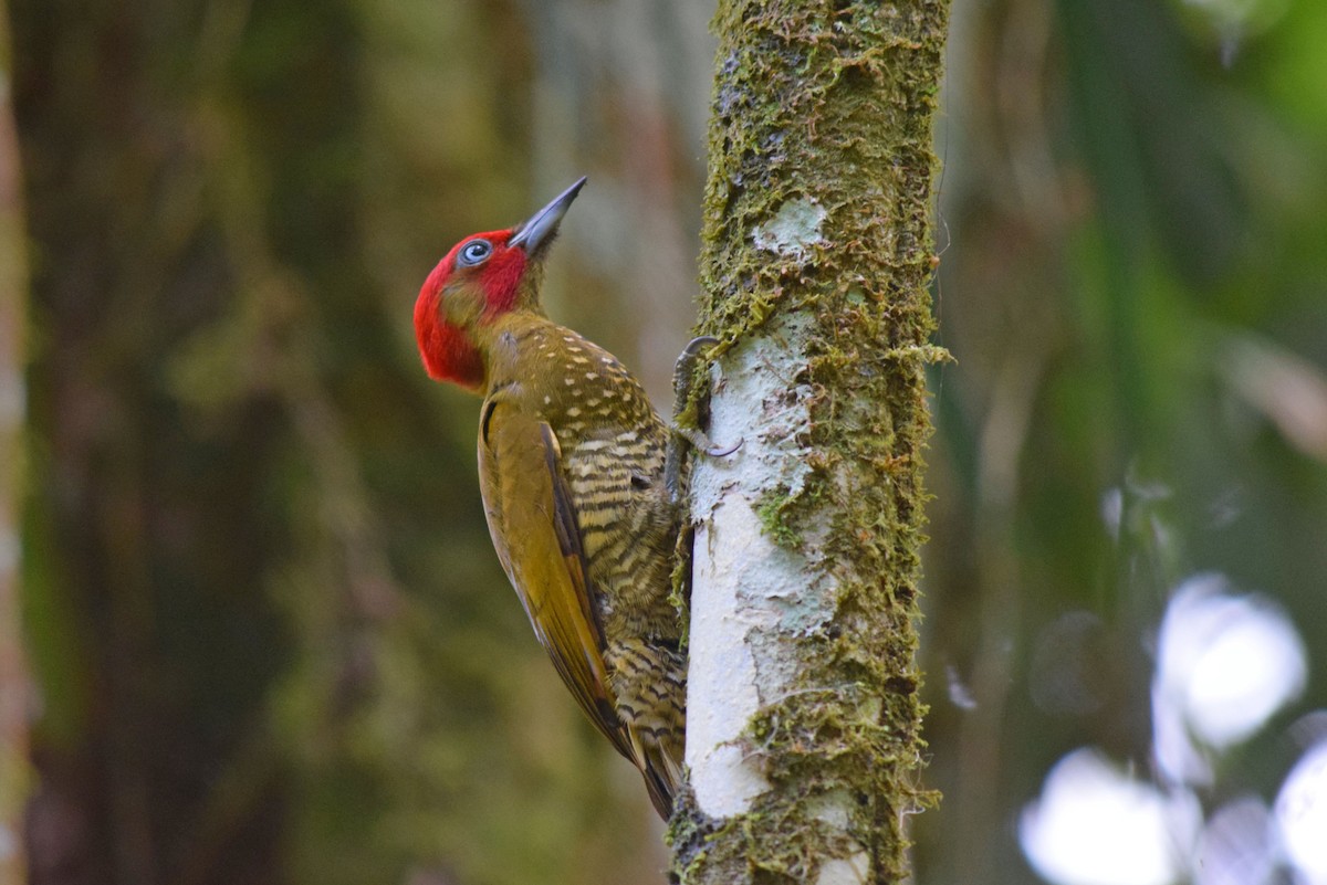 Rufous-winged Woodpecker - Lynn Rafferty