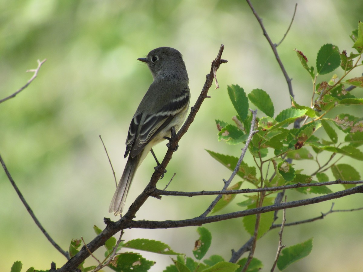 Gray Flycatcher - The Vermont Birder Guy