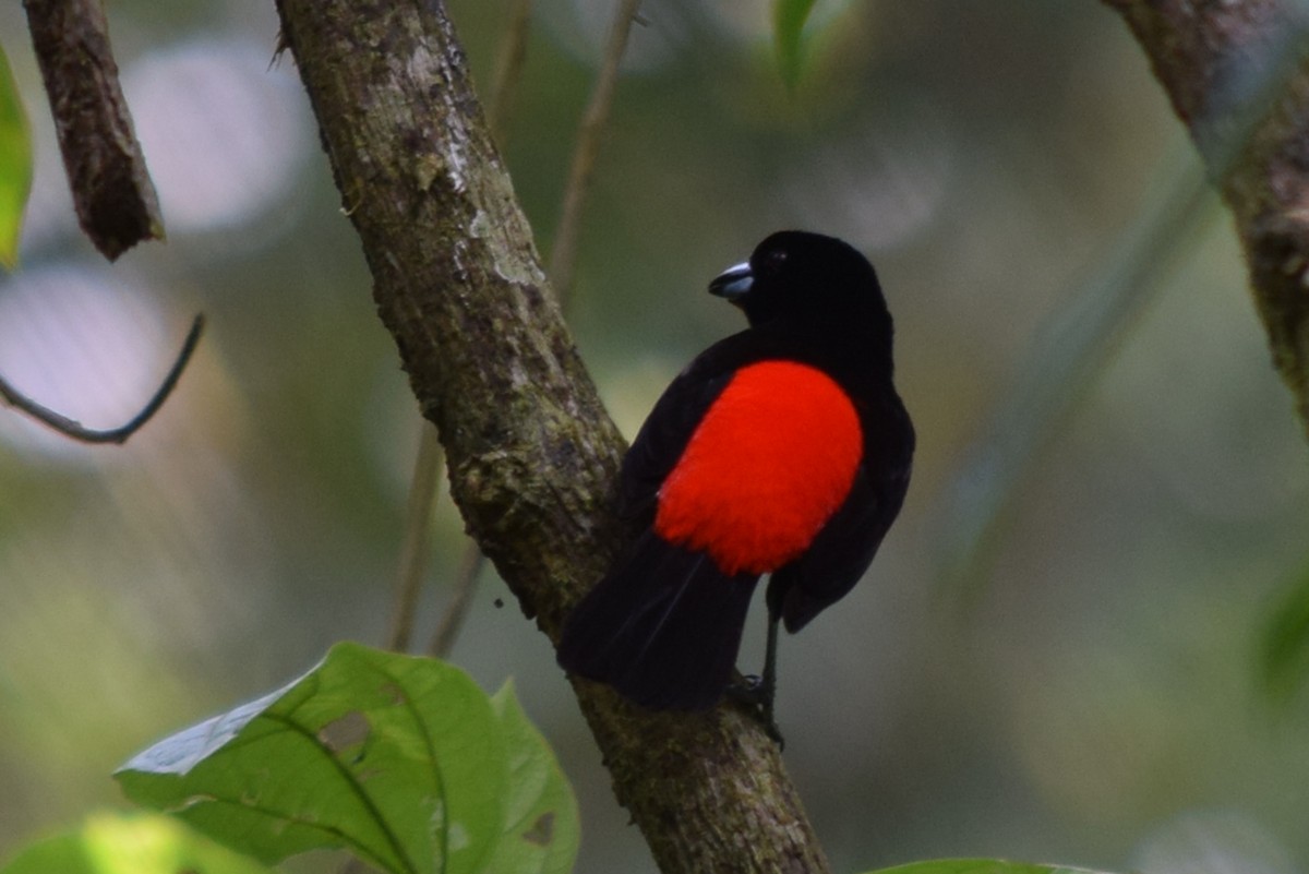 Scarlet-rumped Tanager (Passerini's) - ML26114321