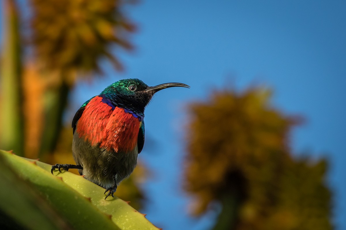 Greater Double-collared Sunbird - Eden Fontes