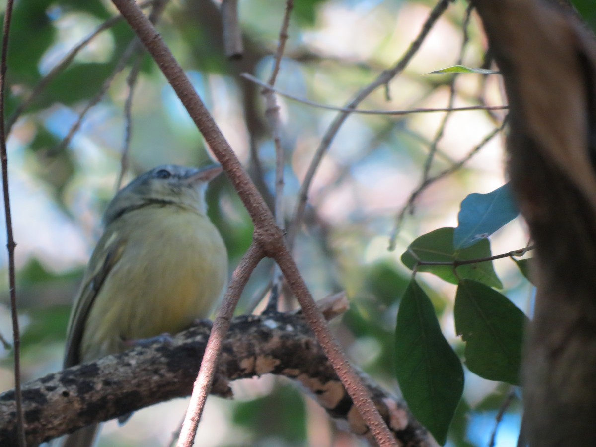 Yellow-olive Flatbill - adriana centeno