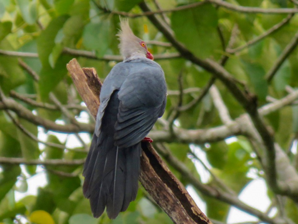 Crested Cuckoo-Dove - Phil Gregory | Sicklebill Safaris | www.birder.travel