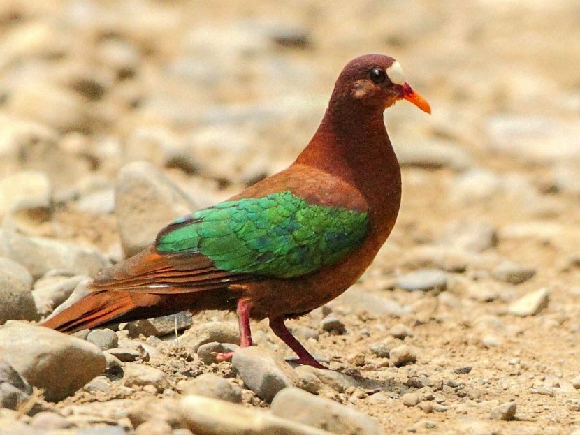 Palomita Esmeralda Dorsiparda - eBird