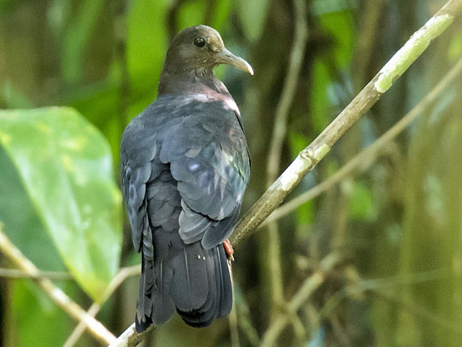 New Guinea Bronzewing - daniel lopez velasco