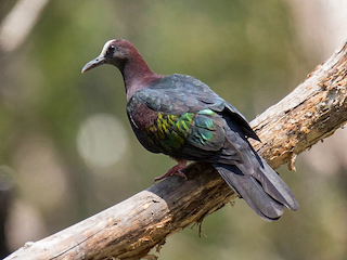 New Guinea Bronzewing - eBird