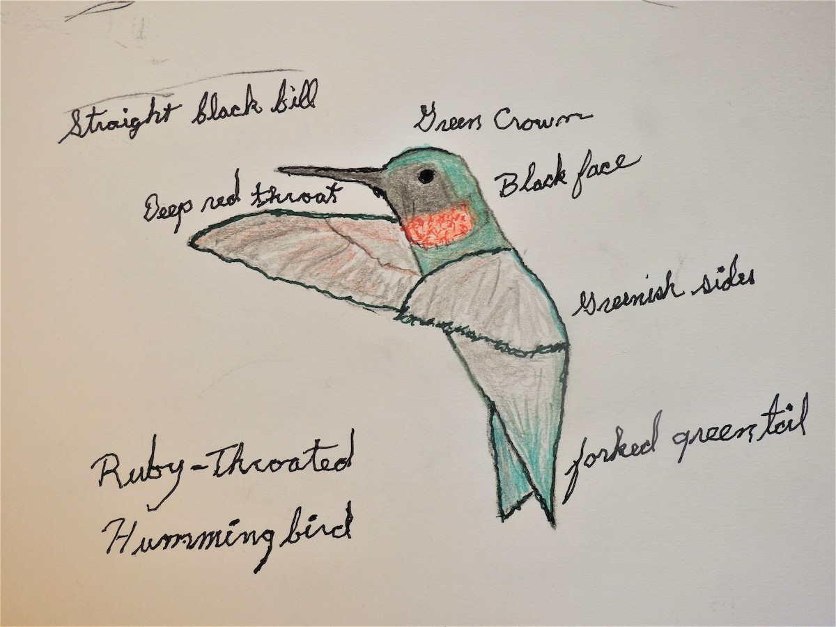 Ruby-throated Hummingbird - Jack Kelly