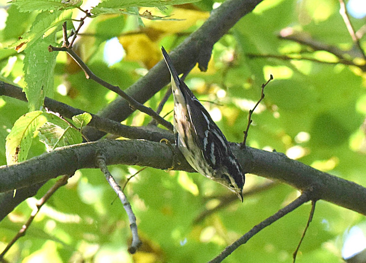 Black-and-white Warbler - ML261156691