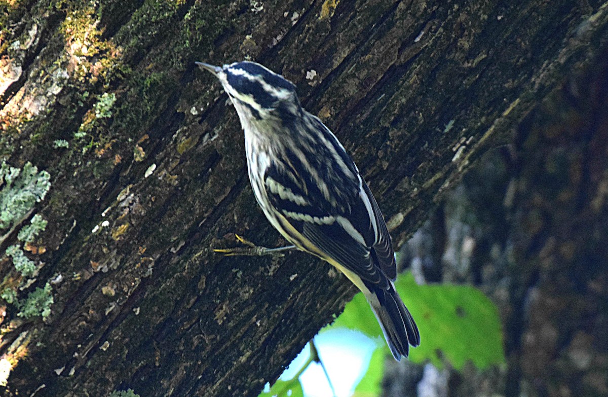 Black-and-white Warbler - ML261156701