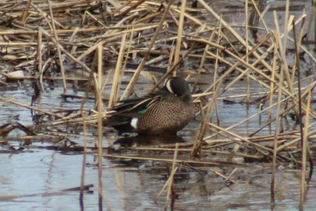Blue-winged Teal - ML26115761