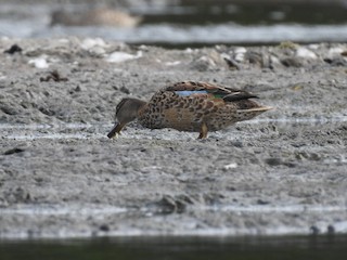 Blue-winged Teal, ML261158721