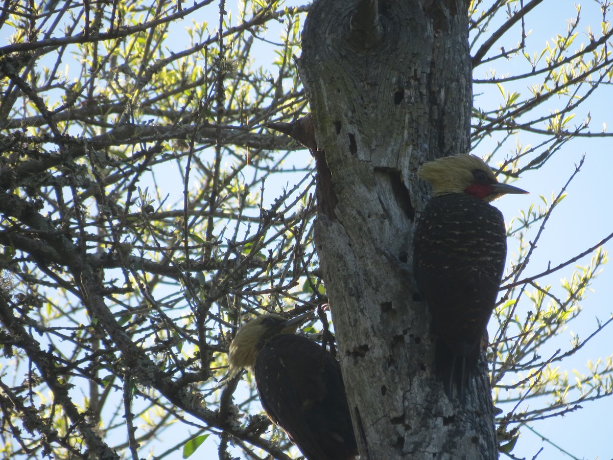 Pale-crested Woodpecker - ML261159361