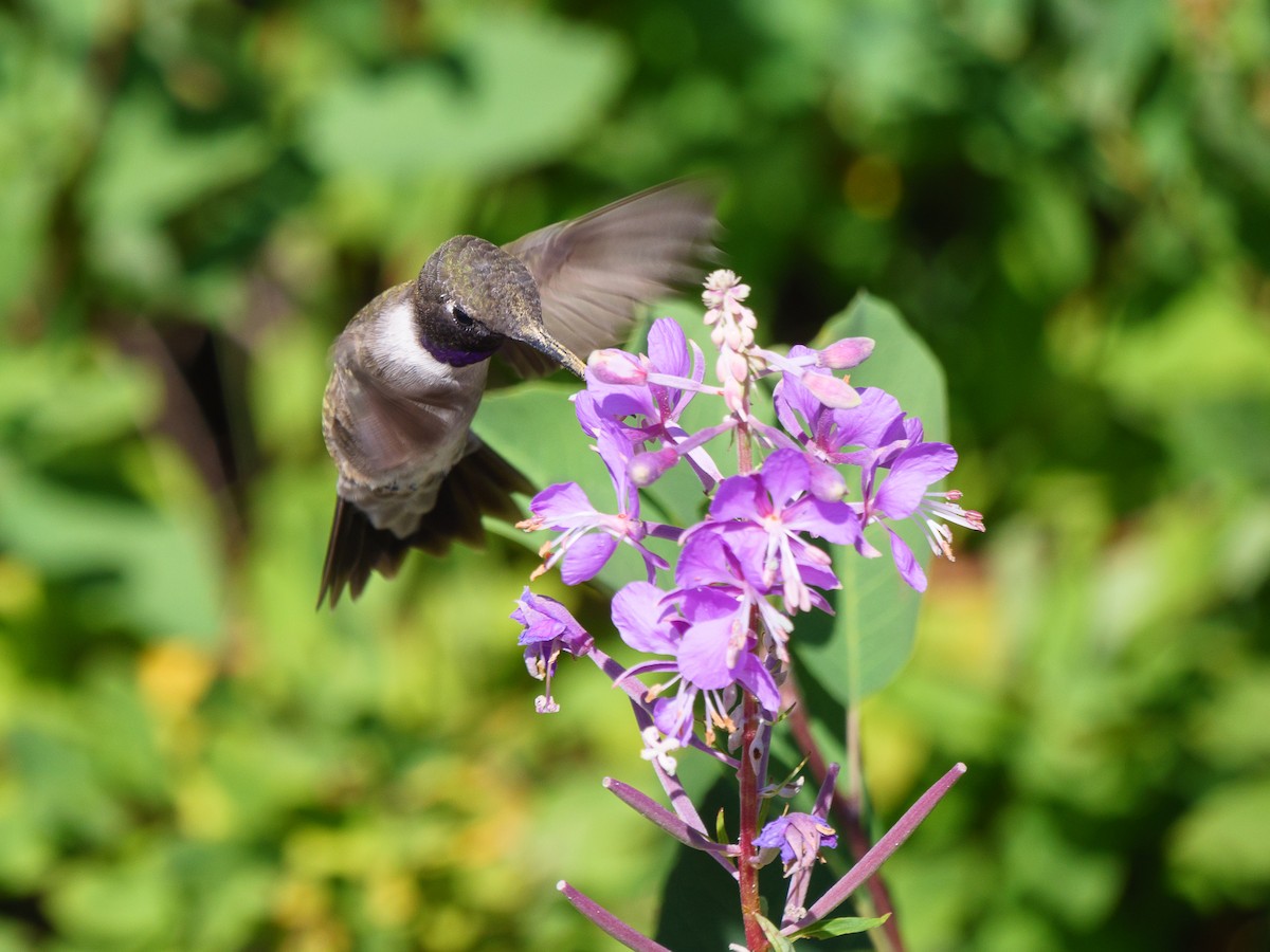 Black-chinned Hummingbird - Aidan Lorenz