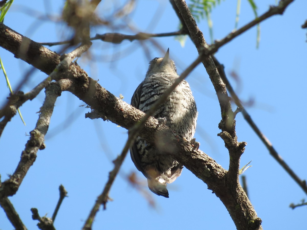 White-barred Piculet - ML261160791