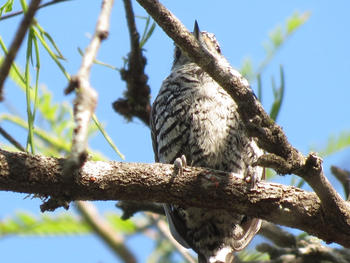 White-barred Piculet - ML261160811
