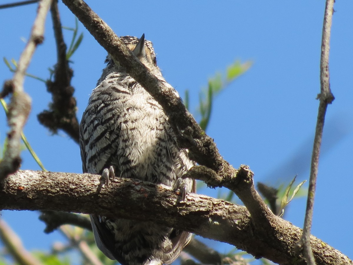 White-barred Piculet - ML261160831