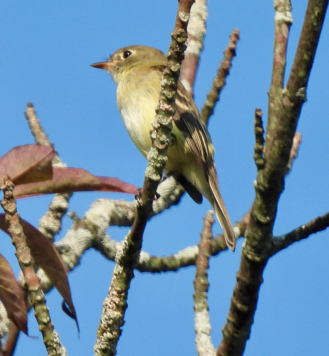 Yellow-bellied Flycatcher - Lynne Harding