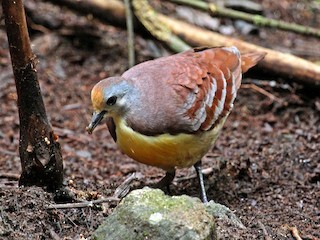  - Cinnamon Ground Dove