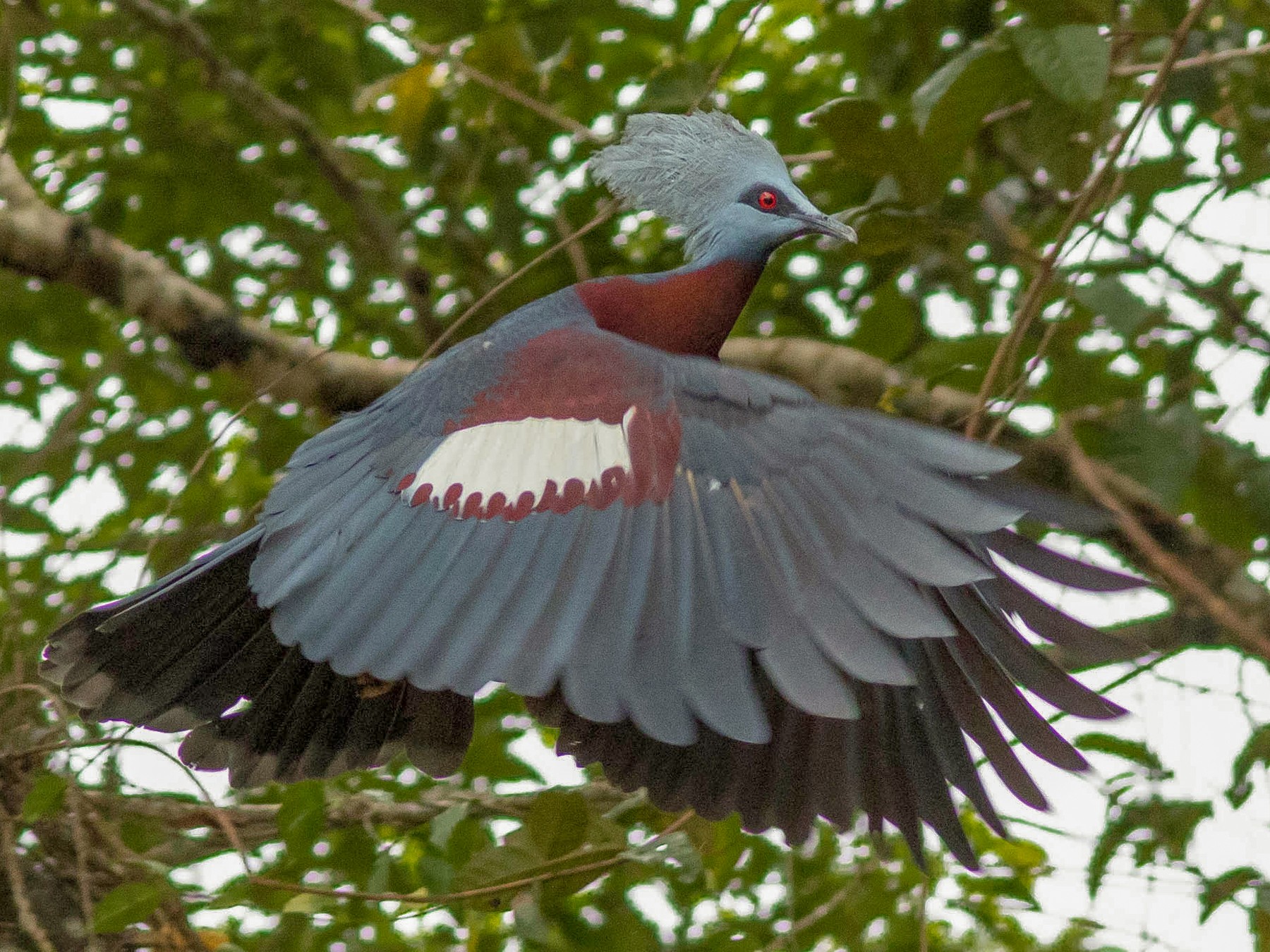 Sclater's Crowned-Pigeon - Doug Gochfeld