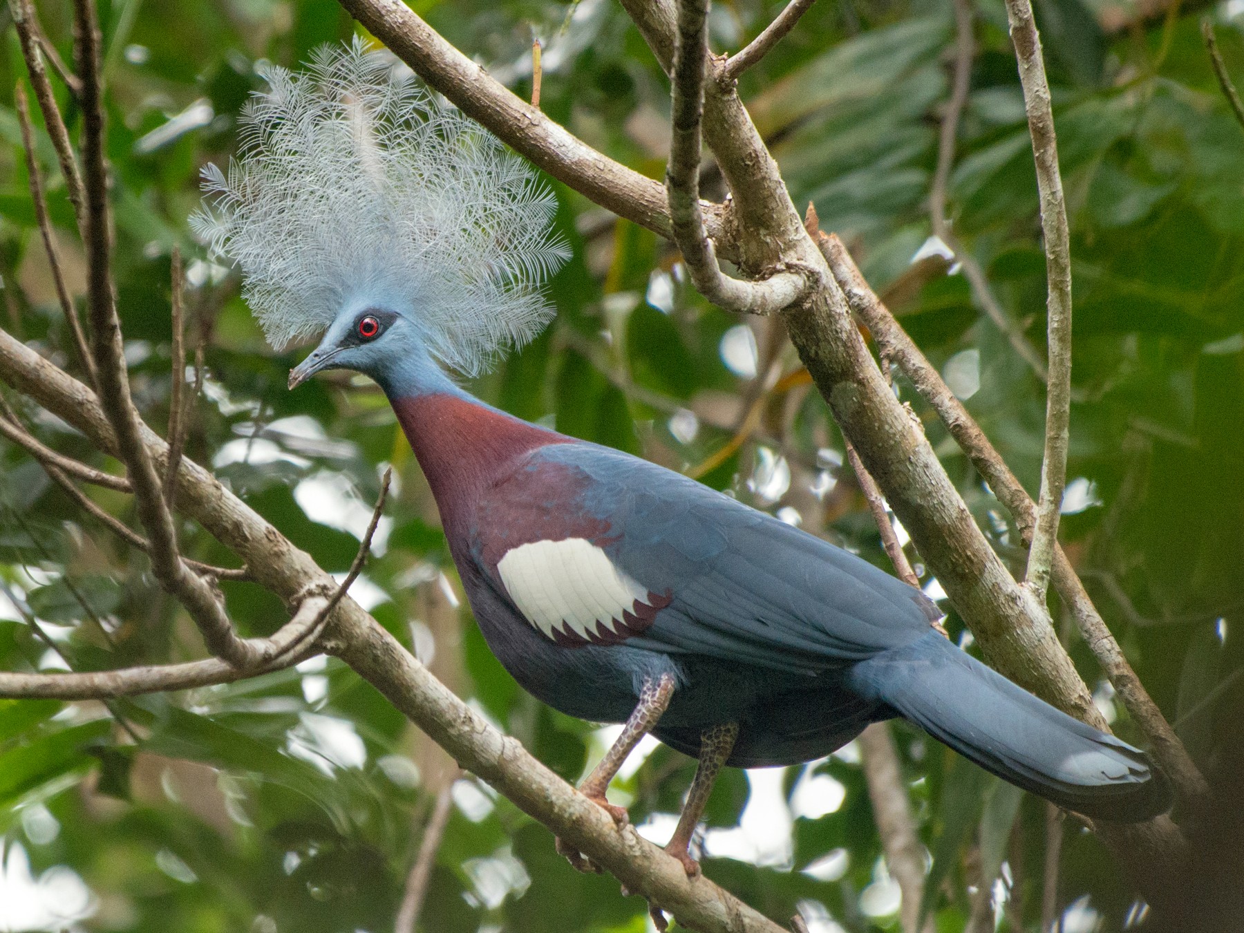 Sclater's Crowned-Pigeon - John C. Mittermeier