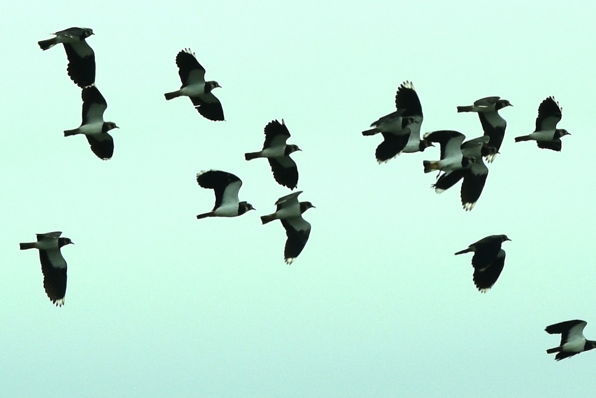 Northern Lapwing - Blair Whyte