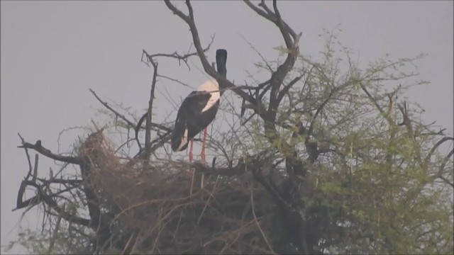 Black-necked Stork - ML261167331
