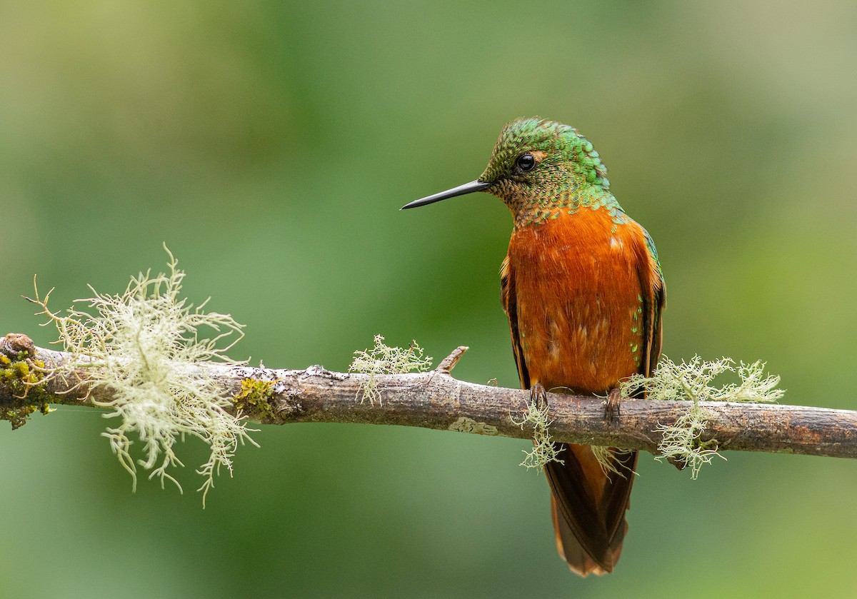 kolibřík peruánský - ML261167991