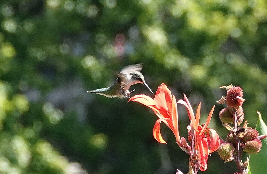 Ruby-throated Hummingbird - Frank Guenther