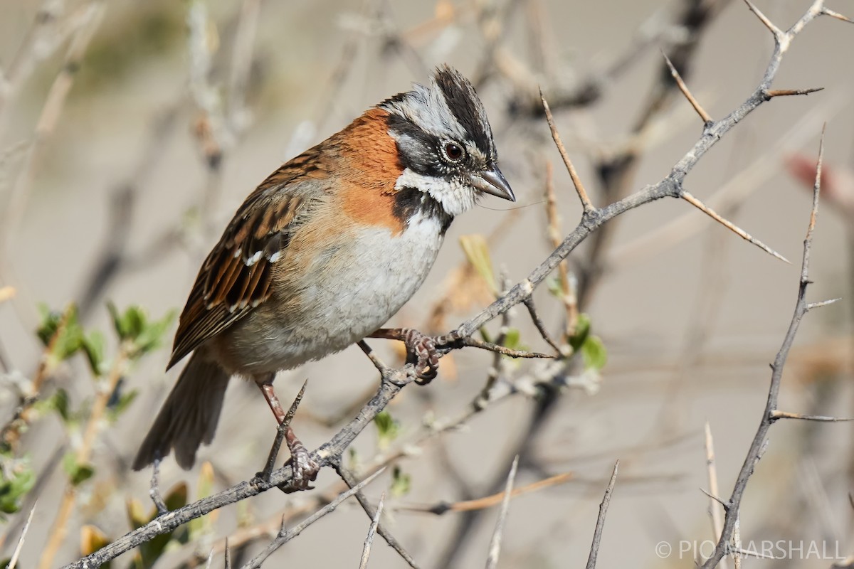 Rufous-collared Sparrow - ML261181581