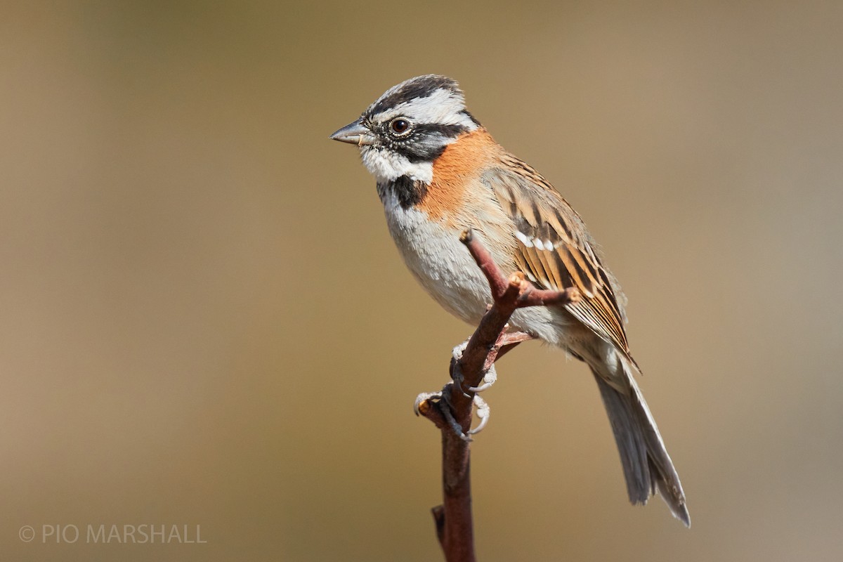 Rufous-collared Sparrow - ML261181601