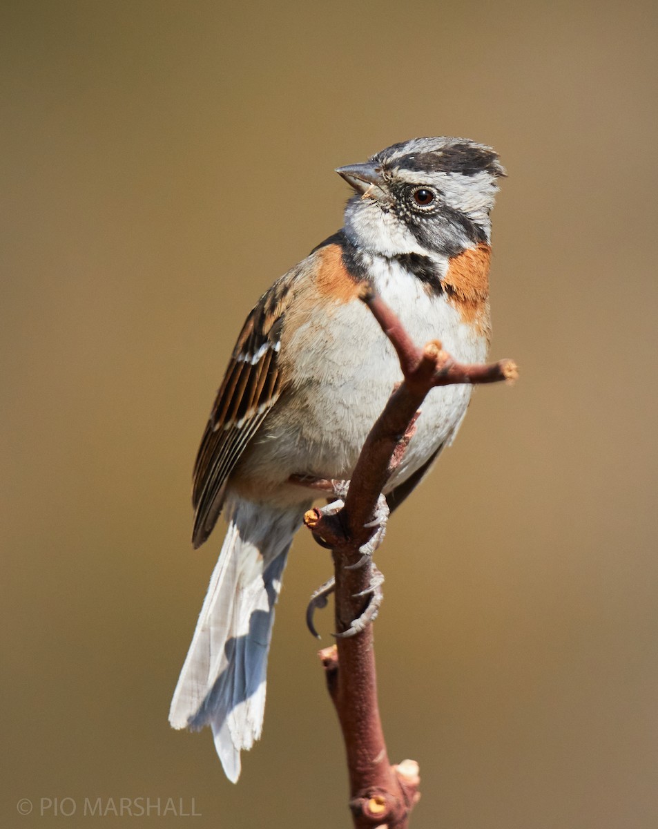 Rufous-collared Sparrow - ML261181611