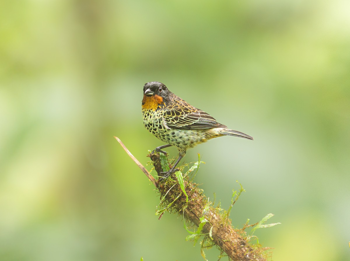 Rufous-throated Tanager - Alex Luna