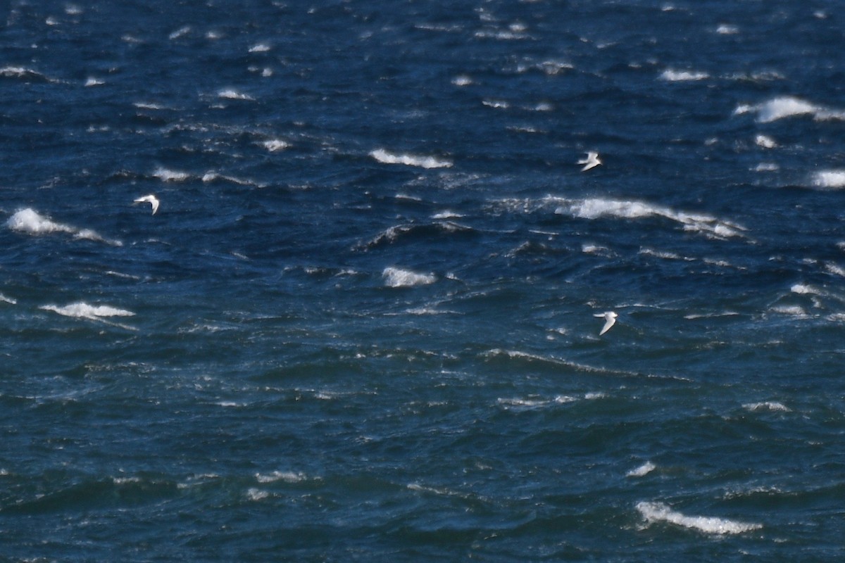 Arctic Tern - ML261184971