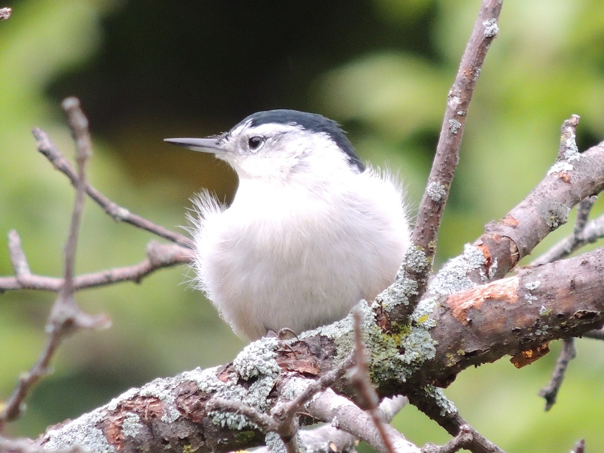 White-breasted Nuthatch - ML261186401