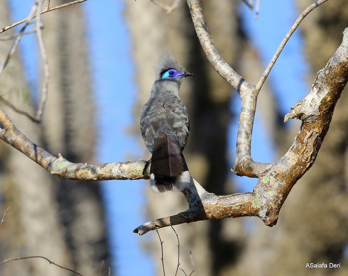 Crested Coua (Chestnut-vented) - ML261188101