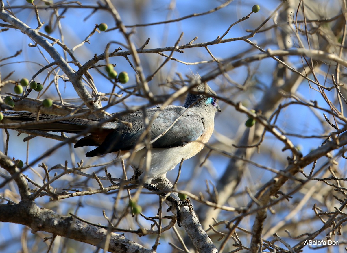 Crested Coua (Chestnut-vented) - ML261188351