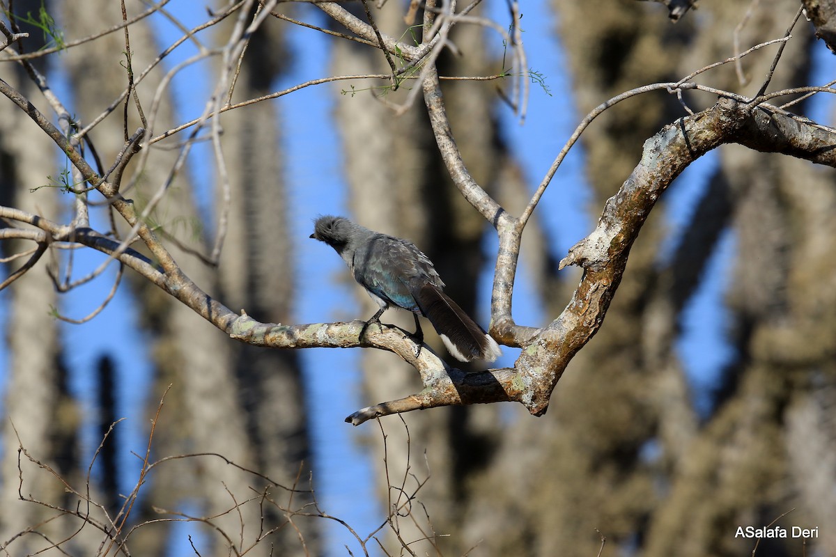 Crested Coua (Chestnut-vented) - ML261188471
