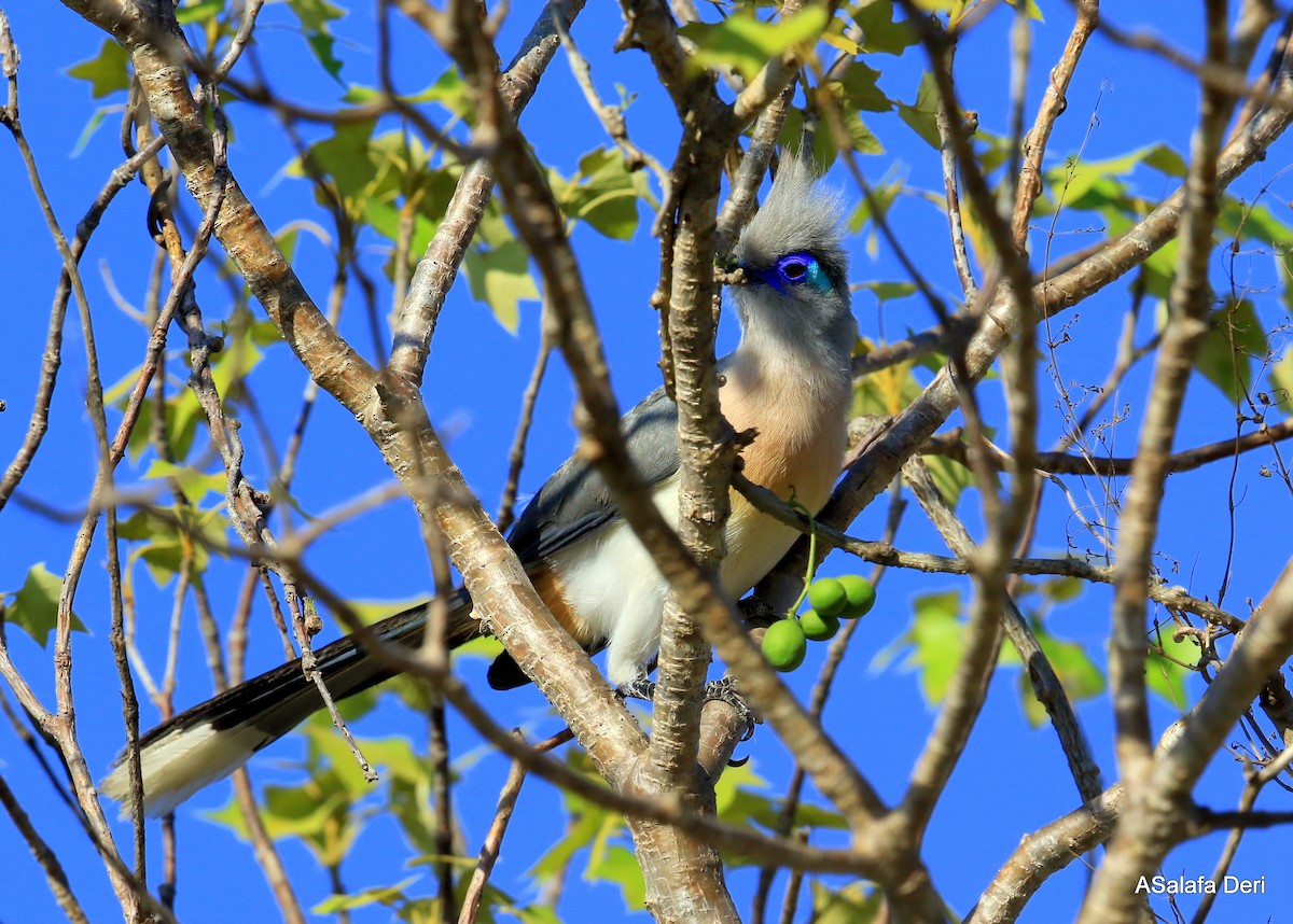 Crested Coua (Chestnut-vented) - ML261188611