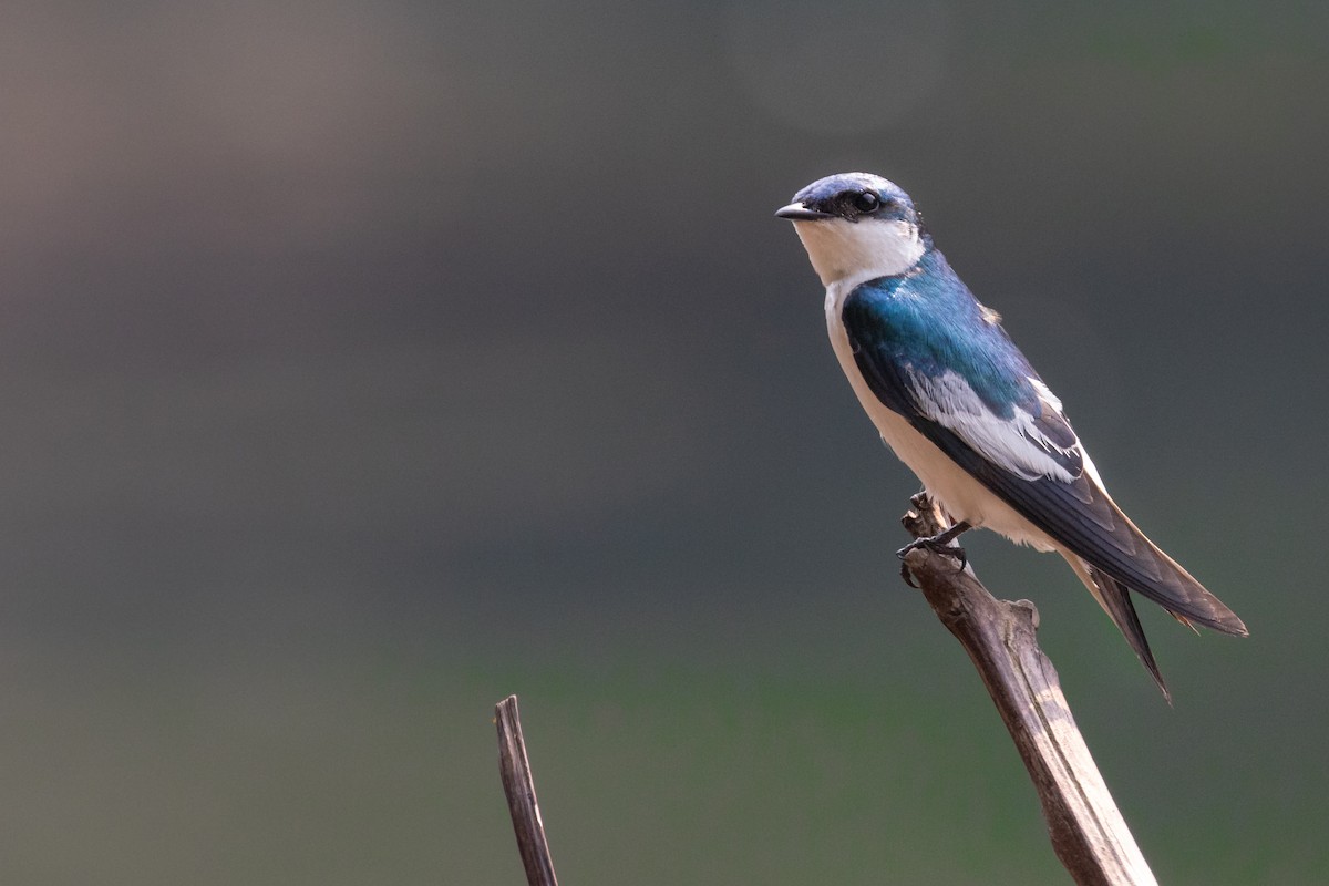 White-winged Swallow - ML261191141