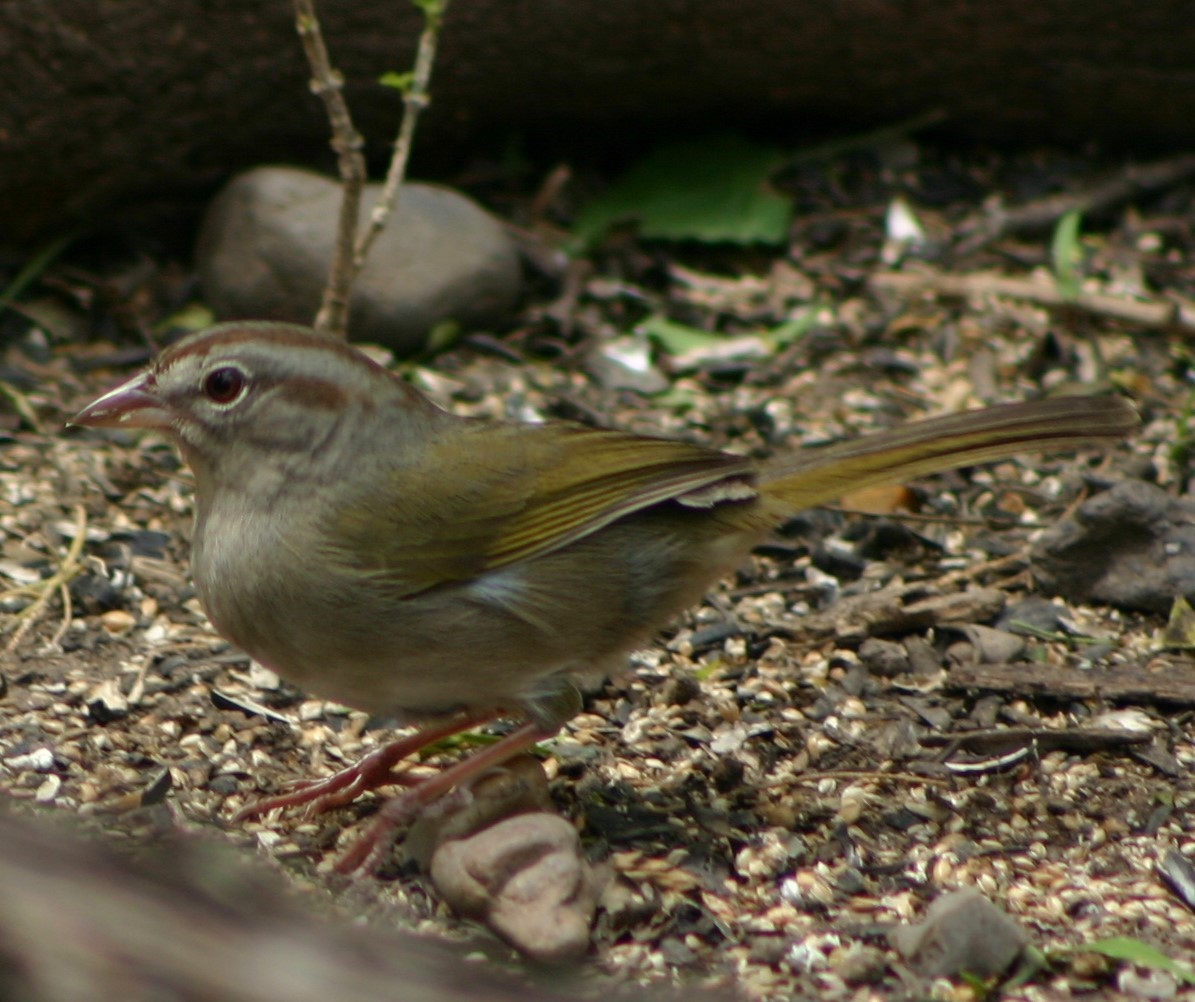 Olive Sparrow - ML26119261