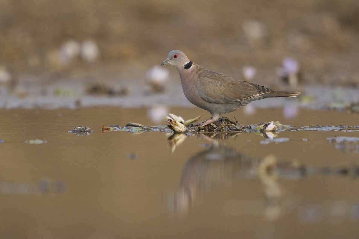 Mourning Collared-Dove - ML261194651