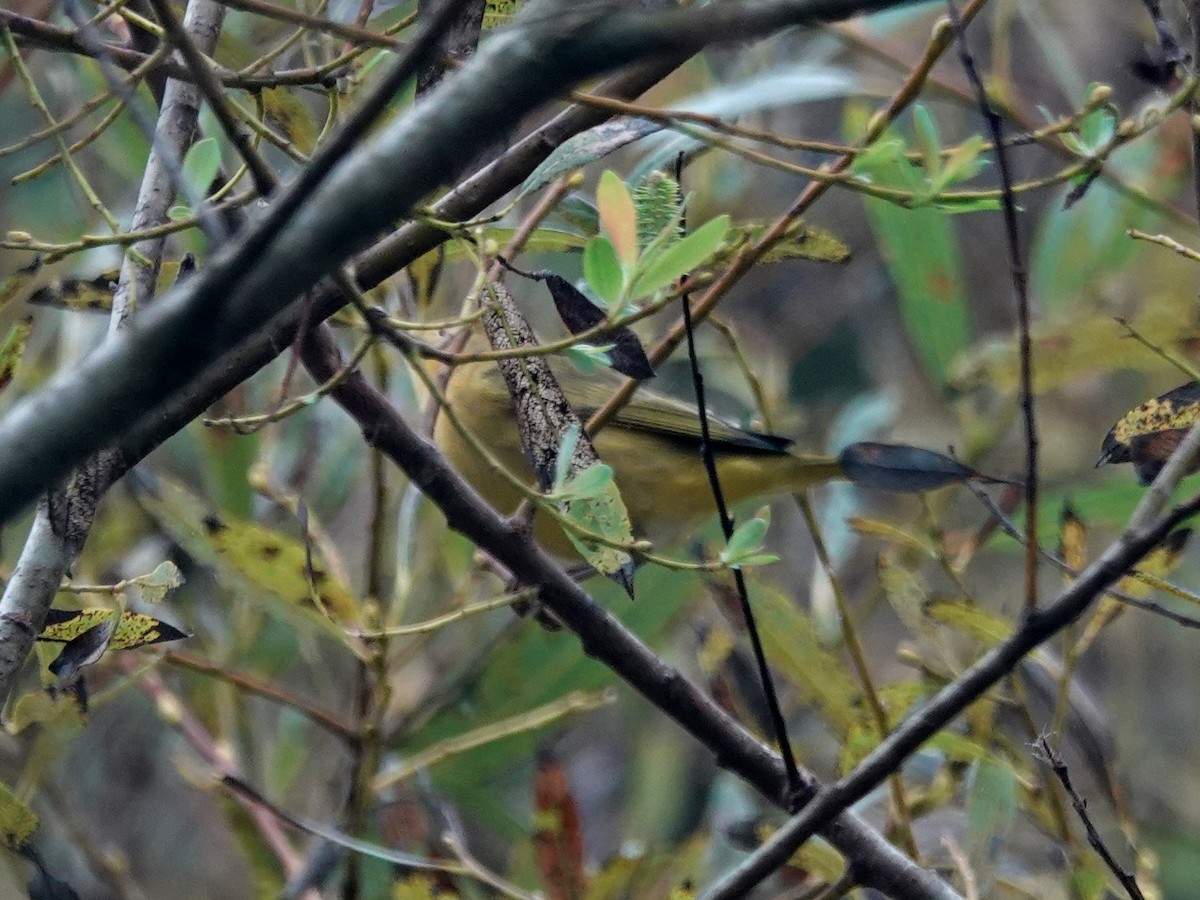 Orange-crowned Warbler - ML261196171